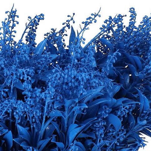PIERIS JAPONICA DYED BLUE