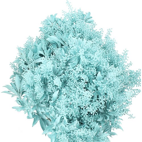 PIERIS JAPONICA DYED ICE BLUE