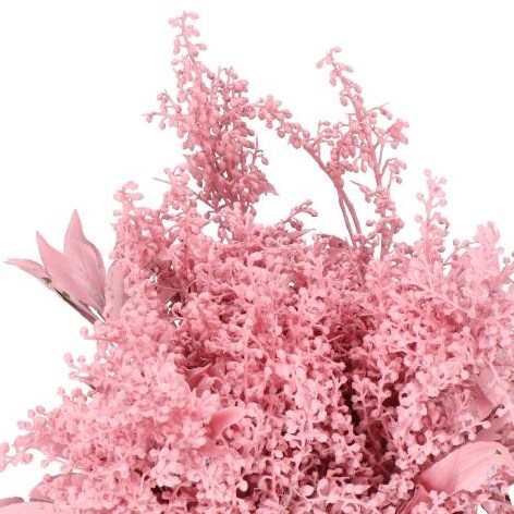 PIERIS JAPONICA DYED LIGHT PINK