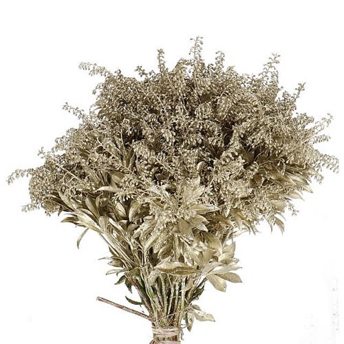 PIERIS JAPONICA DYED PLATINUM+GLITTER