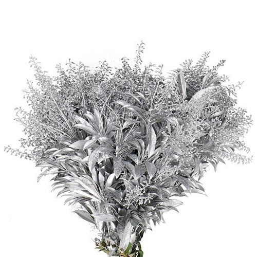 PIERIS JAPONICA DYED SILVER