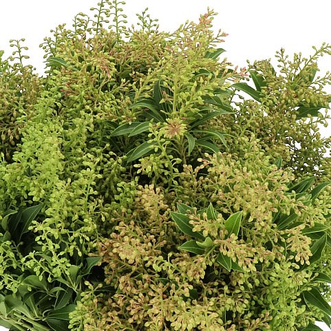PIERIS JAPONICA PURITY
