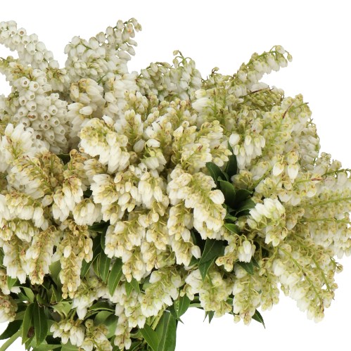 PIERIS JAPONICA PURITY (FLOWERING)