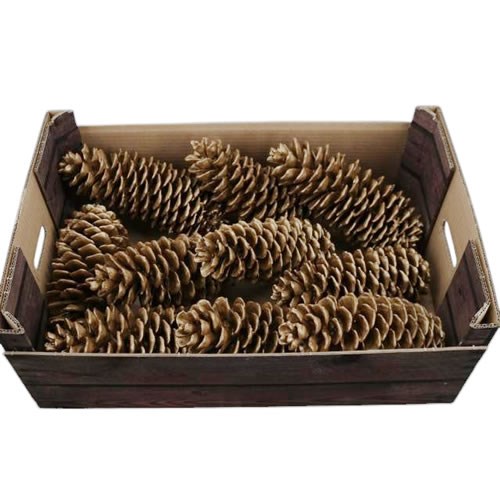 PINE CONES WAXED GOLD