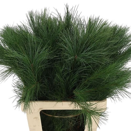 PINUS STROBUS