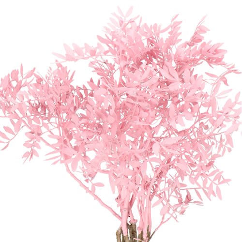 PISTACHE DYED LIGHT PINK