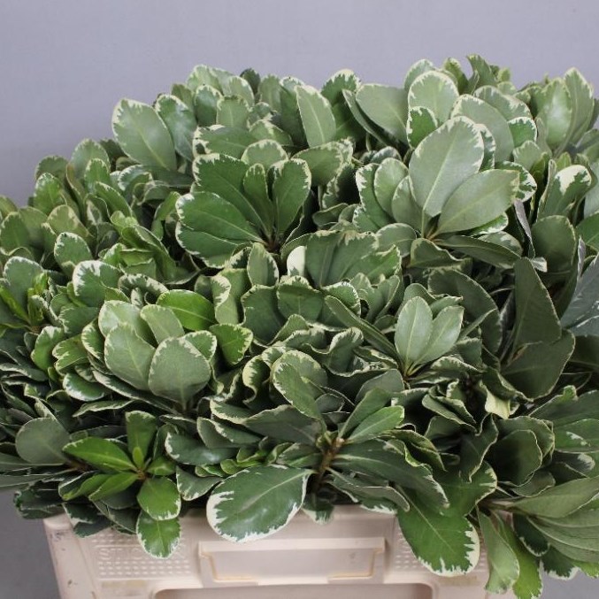 PITTOSPORUM ILAN 50CM