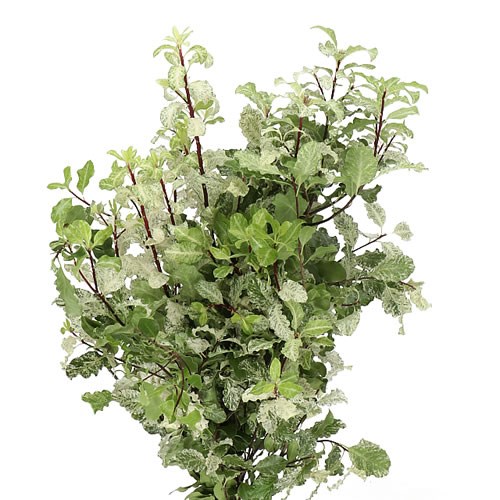 PITTOSPORUM NEVATO