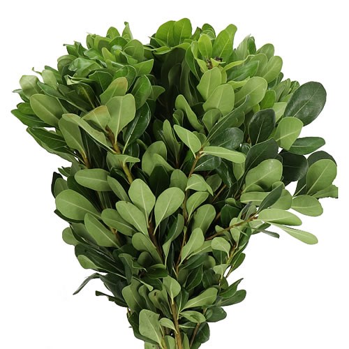 PITTOSPORUM NURIT