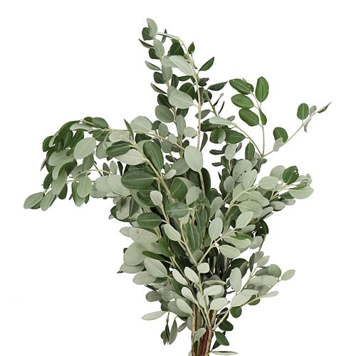 PITTOSPORUM RALPHII