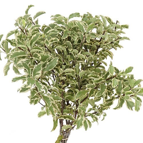 PITTOSPORUM SILVER QUEEN
