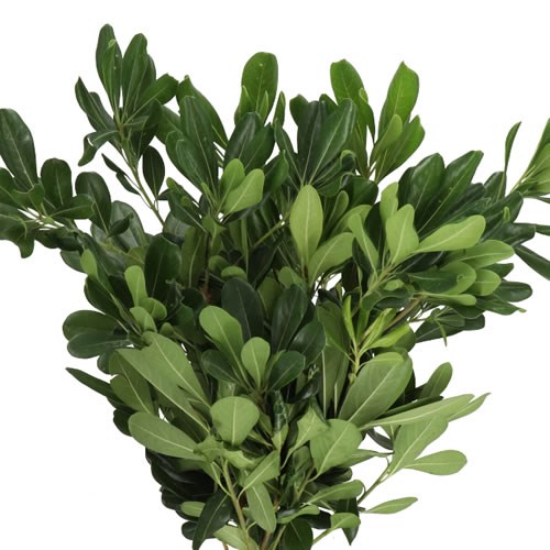 PITTOSPORUM TOBIRA