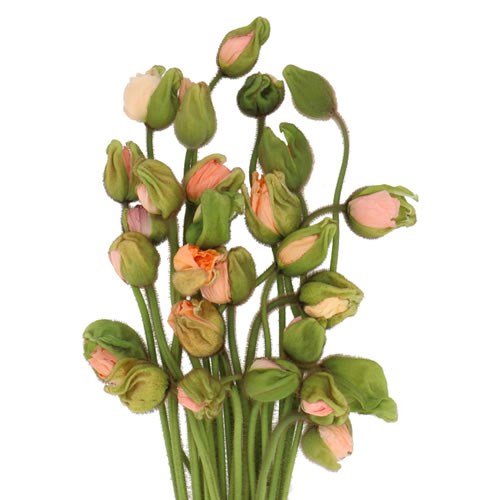 POPPY BUSSANA APRICOT (EXTRA)