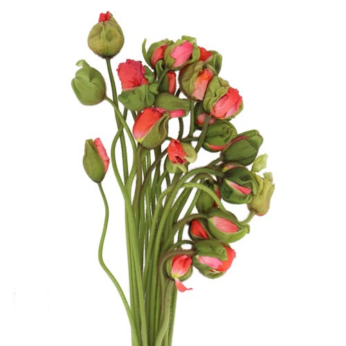 POPPY BUSSANA CERISE