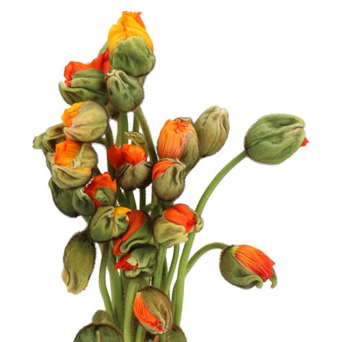 POPPY BUSSANA LIGHT ORANGE
