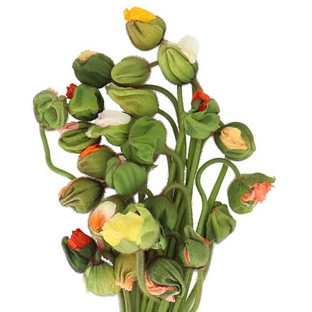 POPPY BUSSANA MIXED (EX)