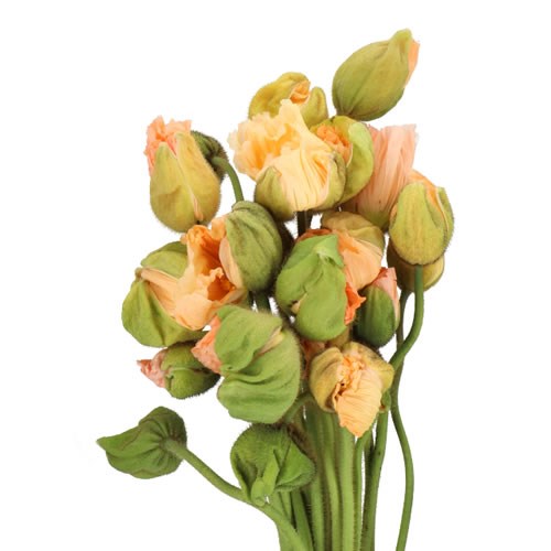 POPPY BUSSANA PINK (EXTRA)