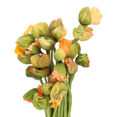 POPPY BUSSANA SALMON