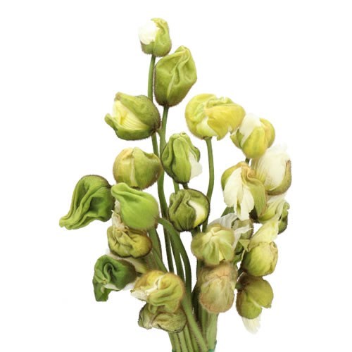POPPY BUSSANA WHITE