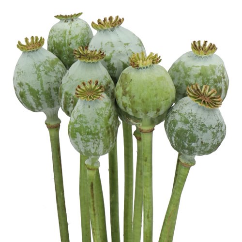 POPPY HEADS NATURAL (PAPAVER)