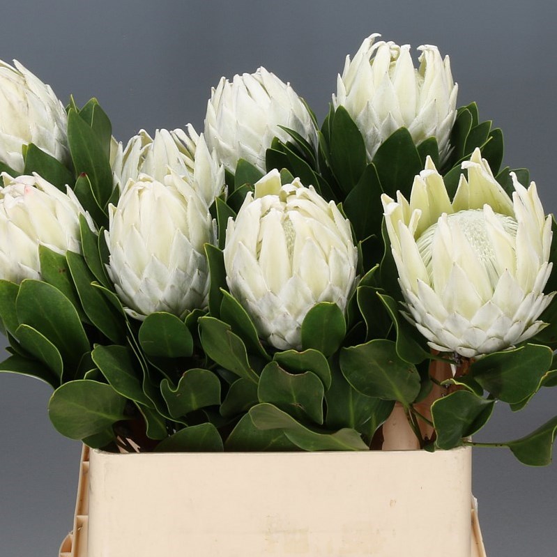 PROTEA ARCTIC ICE