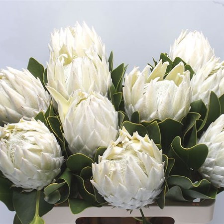 PROTEA ARCTIC ICE