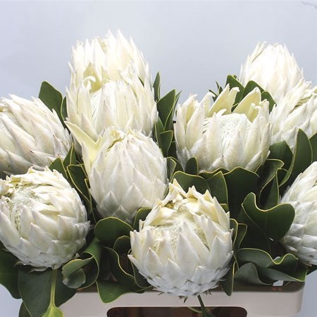 PROTEA  ARCTIC ICE