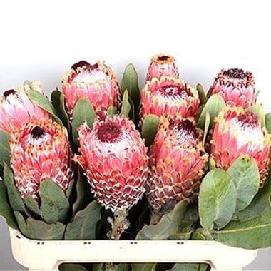 PROTEA BARBIGERA