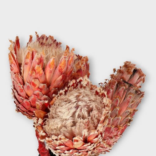 PROTEA BARBIGERA LARGE (DRIED)