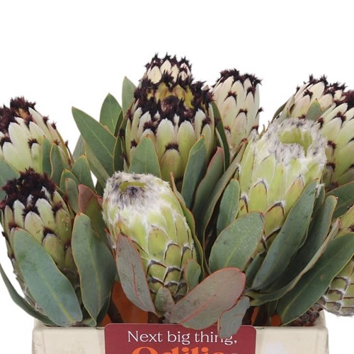 PROTEA BARBIGERA SNOWQUEEN