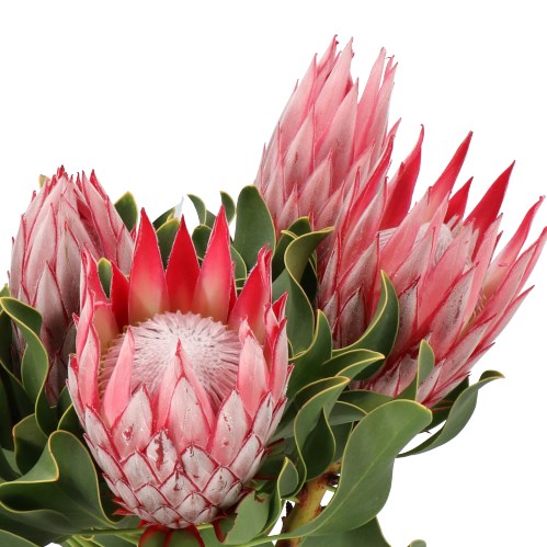 PROTEA CYNAROIDES CLEAR