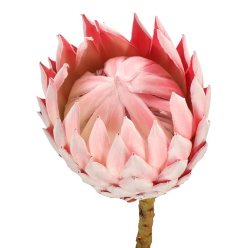 PROTEA CYNAROIDES GRANDE