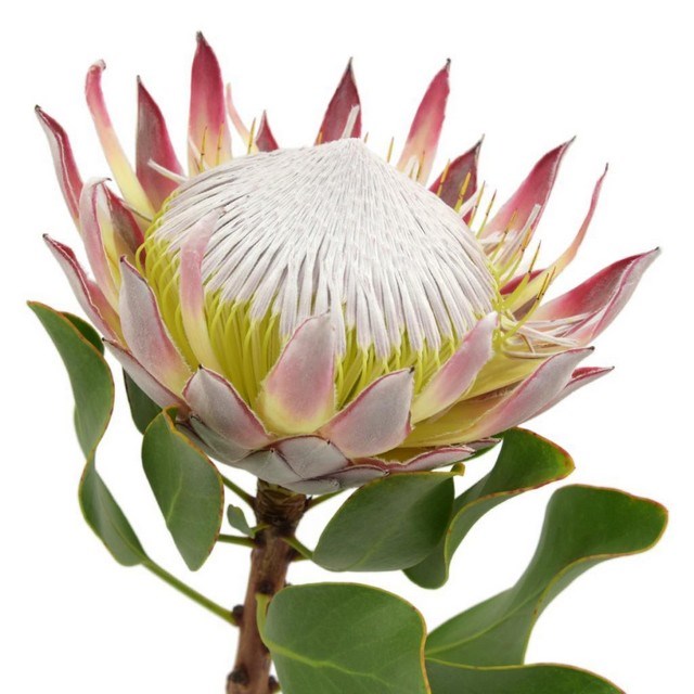 PROTEA CYNAROIDES (KING)