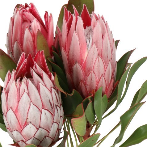 PROTEA CYNAROIDES (KING)