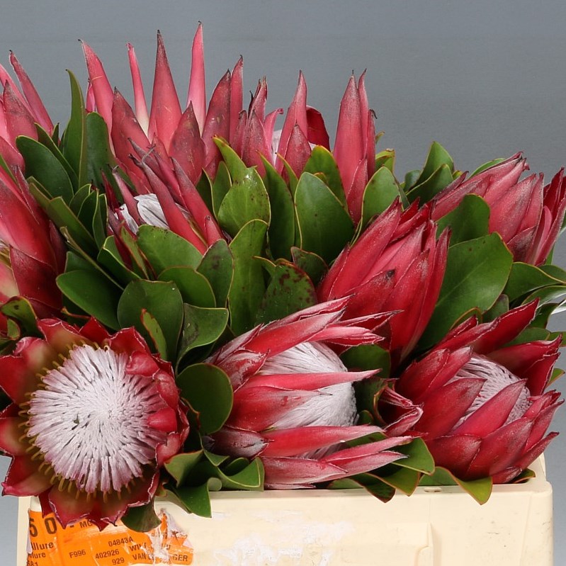 PROTEA CYNAROIDES MADIBA