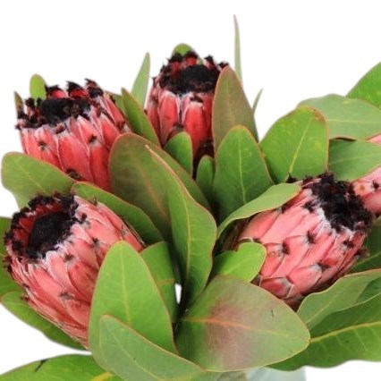 PROTEA EARLY MOUNTAIN QUEEN