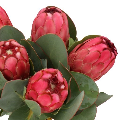 PROTEA GRANDICEPS