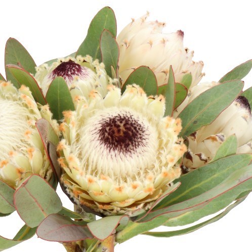 PROTEA ICE QUEEN