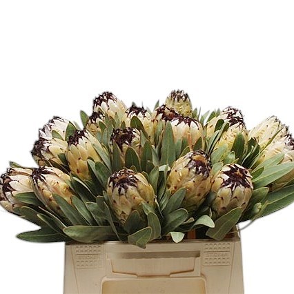 PROTEA LADY PEARL