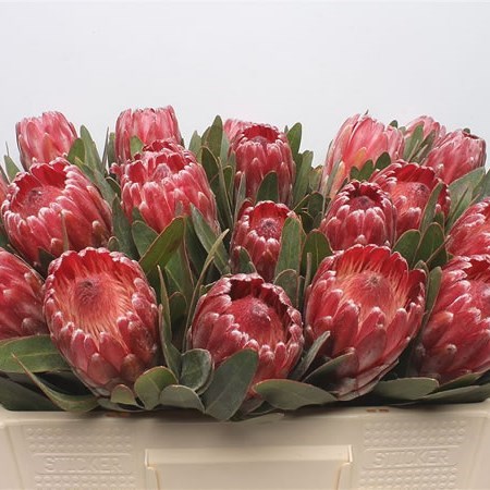 PROTEA LANCELOT