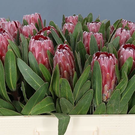 PROTEA LANCELOT