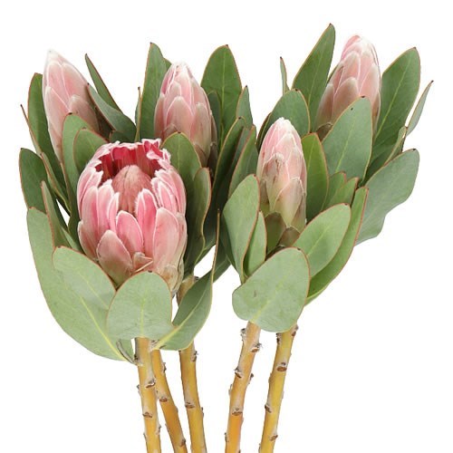 PROTEA PENNY PINK