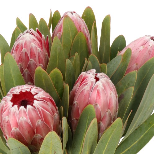 PROTEA PINK LADY