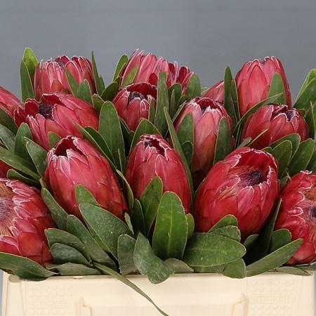 PROTEA RED ICE