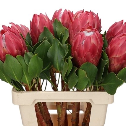 PROTEA RED REX