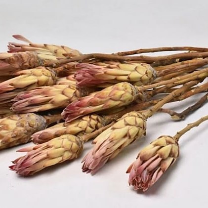 PROTEA REPENS BICOLOUR (DRIED)