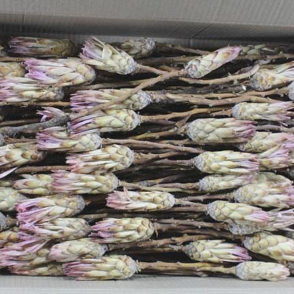 PROTEA REPENS (DRIED)