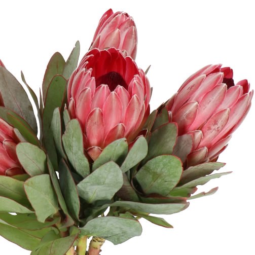 PROTEA SHARON