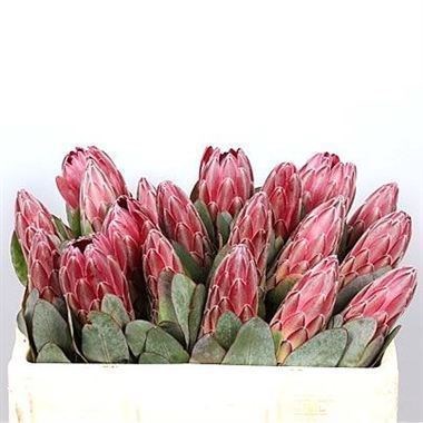 PROTEA SHEILA