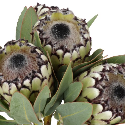 PROTEA SNOW LEOPARD